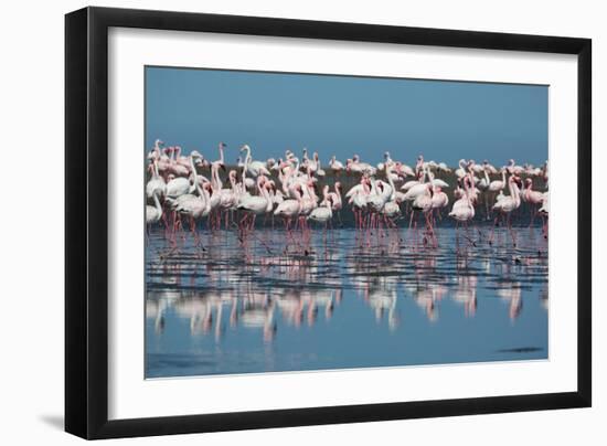 A Flock of Greater Flamingos Near Walvis Bay, Namibia-Alex Saberi-Framed Photographic Print