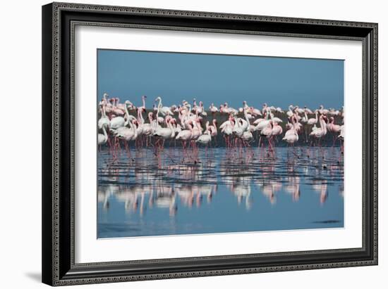 A Flock of Greater Flamingos Near Walvis Bay, Namibia-Alex Saberi-Framed Photographic Print