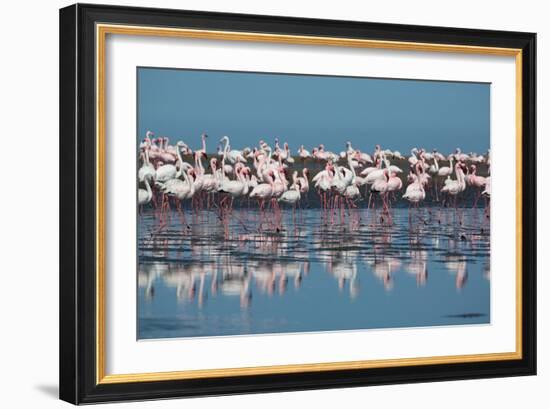 A Flock of Greater Flamingos Near Walvis Bay, Namibia-Alex Saberi-Framed Photographic Print