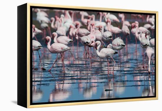 A Flock of Greater Flamingos Near Walvis Bay, Namibia-Alex Saberi-Framed Premier Image Canvas