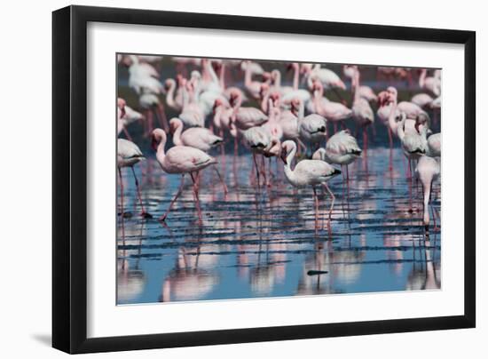 A Flock of Greater Flamingos Near Walvis Bay, Namibia-Alex Saberi-Framed Photographic Print