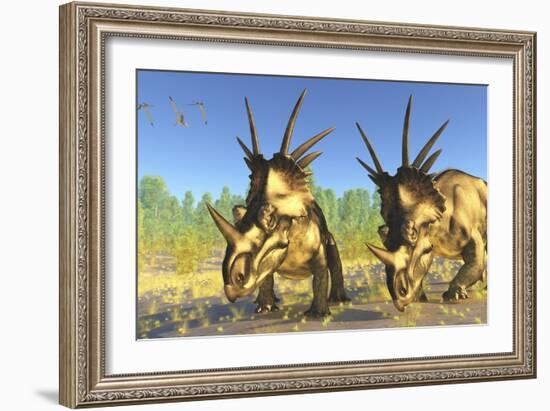 A Flock of Pterodactylus Fly Above Two Styracosaurus Dinosaurs-Stocktrek Images-Framed Art Print