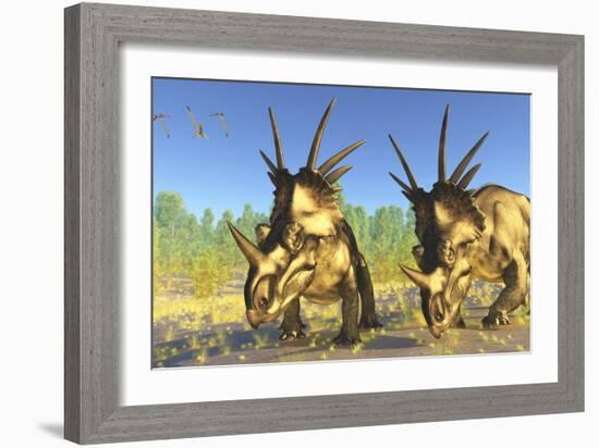 A Flock of Pterodactylus Fly Above Two Styracosaurus Dinosaurs-Stocktrek Images-Framed Art Print