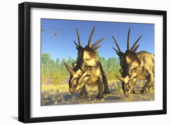 A Flock of Pterodactylus Fly Above Two Styracosaurus Dinosaurs-Stocktrek Images-Framed Art Print