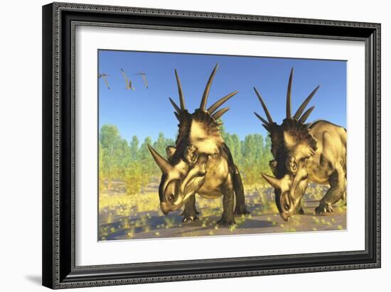 A Flock of Pterodactylus Fly Above Two Styracosaurus Dinosaurs-Stocktrek Images-Framed Art Print