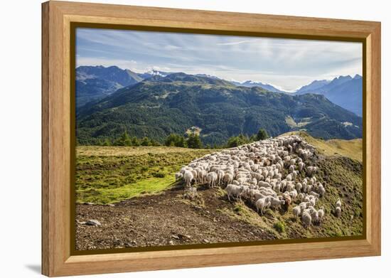 A Flock of Sheep in the Pastures of Mount Padrio, Orobie Alps, Valtellina, Lombardy, Italy, Europe-Roberto Moiola-Framed Premier Image Canvas