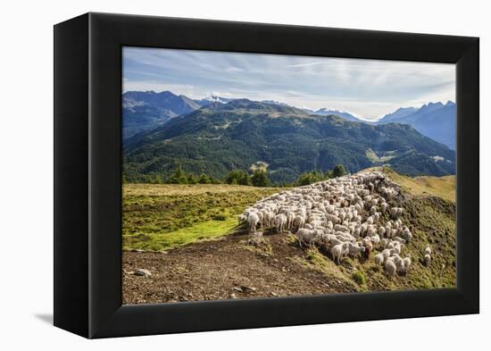 A Flock of Sheep in the Pastures of Mount Padrio, Orobie Alps, Valtellina, Lombardy, Italy, Europe-Roberto Moiola-Framed Premier Image Canvas