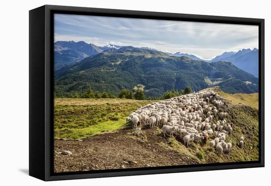 A Flock of Sheep in the Pastures of Mount Padrio, Orobie Alps, Valtellina, Lombardy, Italy, Europe-Roberto Moiola-Framed Premier Image Canvas