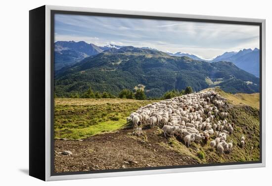 A Flock of Sheep in the Pastures of Mount Padrio, Orobie Alps, Valtellina, Lombardy, Italy, Europe-Roberto Moiola-Framed Premier Image Canvas