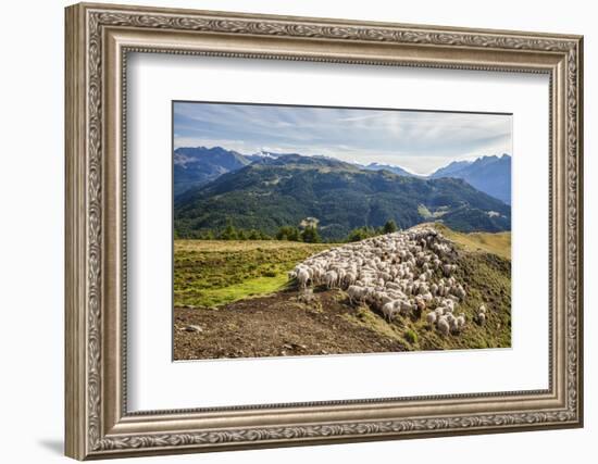 A Flock of Sheep in the Pastures of Mount Padrio, Orobie Alps, Valtellina, Lombardy, Italy, Europe-Roberto Moiola-Framed Photographic Print