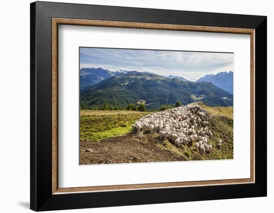 A Flock of Sheep in the Pastures of Mount Padrio, Orobie Alps, Valtellina, Lombardy, Italy, Europe-Roberto Moiola-Framed Photographic Print