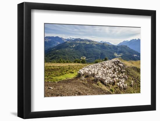 A Flock of Sheep in the Pastures of Mount Padrio, Orobie Alps, Valtellina, Lombardy, Italy, Europe-Roberto Moiola-Framed Photographic Print