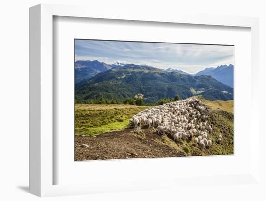A Flock of Sheep in the Pastures of Mount Padrio, Orobie Alps, Valtellina, Lombardy, Italy, Europe-Roberto Moiola-Framed Photographic Print
