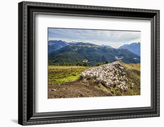 A Flock of Sheep in the Pastures of Mount Padrio, Orobie Alps, Valtellina, Lombardy, Italy, Europe-Roberto Moiola-Framed Photographic Print