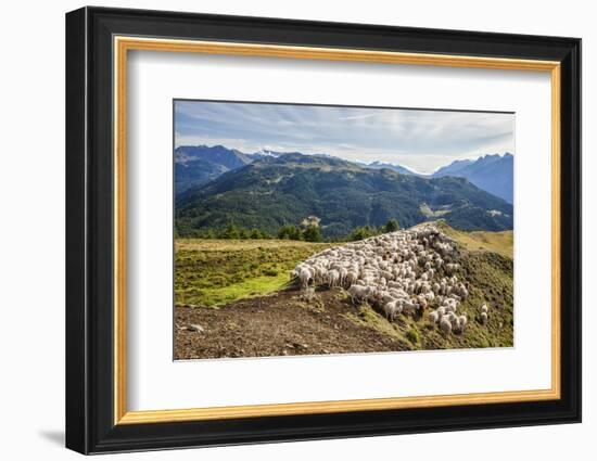 A Flock of Sheep in the Pastures of Mount Padrio, Orobie Alps, Valtellina, Lombardy, Italy, Europe-Roberto Moiola-Framed Photographic Print