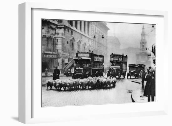 A Flock of Sheep on the Strand, London, 1926-1927-null-Framed Giclee Print