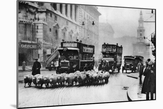 A Flock of Sheep on the Strand, London, 1926-1927-null-Mounted Giclee Print