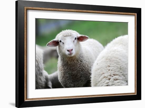 A Flock of Sheep-null-Framed Photo