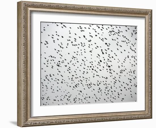 A Flock of Starlings (Sturnus Vulgaris) Dots the Sky Over Downtown Milan-null-Framed Photographic Print