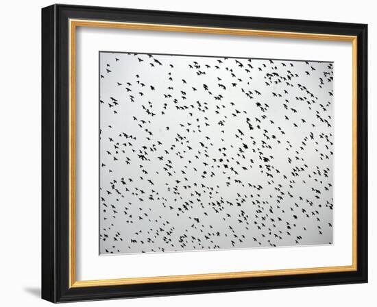 A Flock of Starlings (Sturnus Vulgaris) Dots the Sky Over Downtown Milan-null-Framed Photographic Print