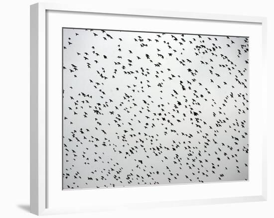 A Flock of Starlings (Sturnus Vulgaris) Dots the Sky Over Downtown Milan-null-Framed Photographic Print