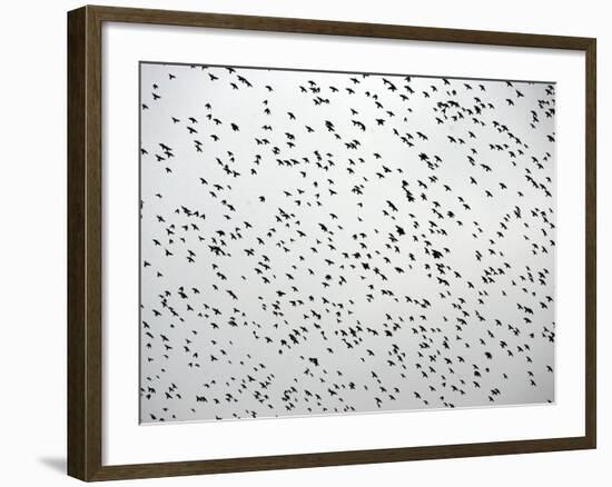 A Flock of Starlings (Sturnus Vulgaris) Dots the Sky Over Downtown Milan-null-Framed Photographic Print