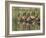 A flock of white-faced whistling ducks (Dendrocygna viduata), Zambezi River-Michael Nolan-Framed Photographic Print