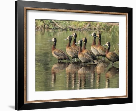 A flock of white-faced whistling ducks (Dendrocygna viduata), Zambezi River-Michael Nolan-Framed Photographic Print