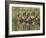 A flock of white-faced whistling ducks (Dendrocygna viduata), Zambezi River-Michael Nolan-Framed Photographic Print