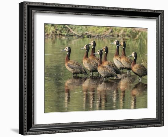 A flock of white-faced whistling ducks (Dendrocygna viduata), Zambezi River-Michael Nolan-Framed Photographic Print