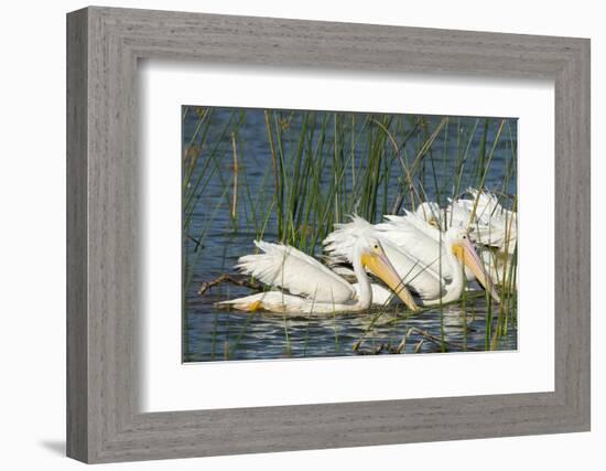 A Flock of White Pelicans in Line Feeding, Viera Wetlands, Florida-Maresa Pryor-Framed Photographic Print
