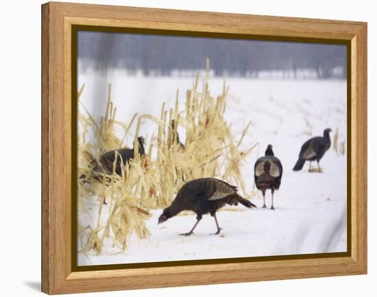 A Flock of Wild Turkey Pick Over a Corn Field in Williston, Vermont, Wednesday, March 5, 2003-Alden Pellett-Framed Premier Image Canvas