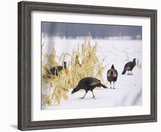 A Flock of Wild Turkey Pick Over a Corn Field in Williston, Vermont, Wednesday, March 5, 2003-Alden Pellett-Framed Photographic Print