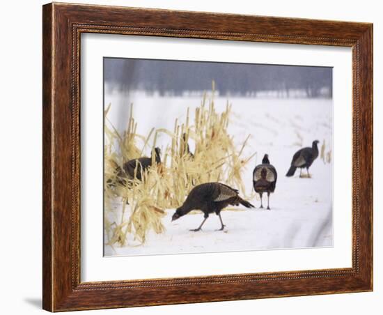 A Flock of Wild Turkey Pick Over a Corn Field in Williston, Vermont, Wednesday, March 5, 2003-Alden Pellett-Framed Photographic Print