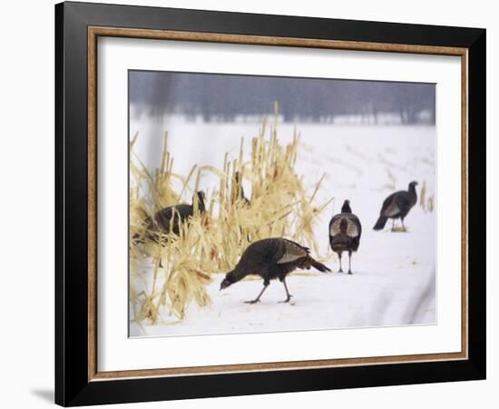 A Flock of Wild Turkey Pick Over a Corn Field in Williston, Vermont, Wednesday, March 5, 2003-Alden Pellett-Framed Photographic Print