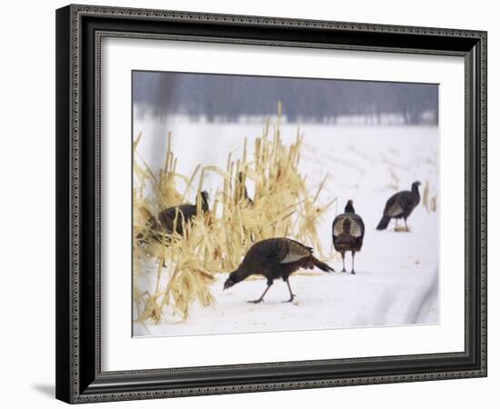 A Flock of Wild Turkey Pick Over a Corn Field in Williston, Vermont, Wednesday, March 5, 2003-Alden Pellett-Framed Photographic Print