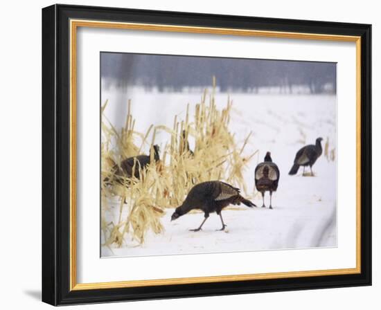 A Flock of Wild Turkey Pick Over a Corn Field in Williston, Vermont, Wednesday, March 5, 2003-Alden Pellett-Framed Photographic Print