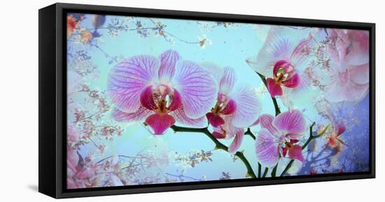 A Floral Montage from Orchid and Spring Trees-Alaya Gadeh-Framed Premier Image Canvas
