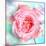 A Floral Montage of a Mallow and a Rose in Powerful Pastels, Photograph, Layer Work-Alaya Gadeh-Mounted Photographic Print