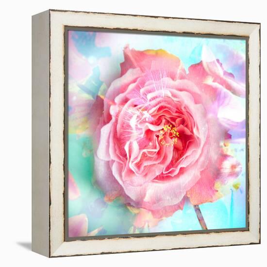 A Floral Montage of a Mallow and a Rose in Powerful Pastels, Photograph, Layer Work-Alaya Gadeh-Framed Premier Image Canvas