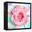 A Floral Montage of a Mallow and a Rose in Powerful Pastels, Photograph, Layer Work-Alaya Gadeh-Framed Premier Image Canvas