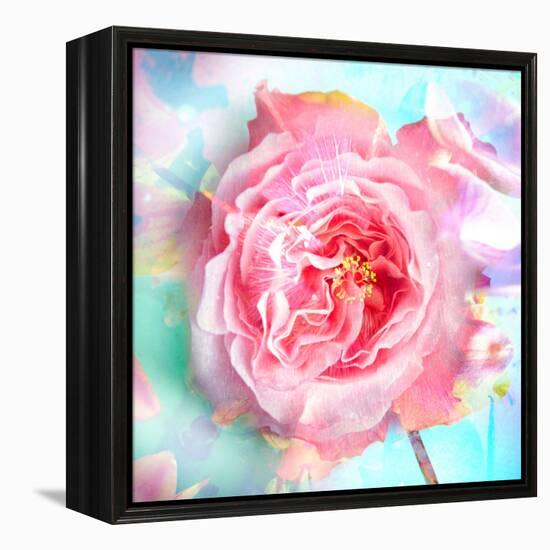 A Floral Montage of a Mallow and a Rose in Powerful Pastels, Photograph, Layer Work-Alaya Gadeh-Framed Premier Image Canvas