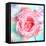 A Floral Montage of a Mallow and a Rose in Powerful Pastels, Photograph, Layer Work-Alaya Gadeh-Framed Premier Image Canvas