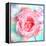 A Floral Montage of a Mallow and a Rose in Powerful Pastels, Photograph, Layer Work-Alaya Gadeh-Framed Premier Image Canvas