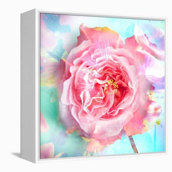 A Floral Montage of a Mallow and a Rose in Powerful Pastels, Photograph, Layer Work-Alaya Gadeh-Framed Premier Image Canvas