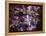 A Floral Montage on an Open Book-Alaya Gadeh-Framed Premier Image Canvas