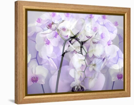 A Floral Montage-Alaya Gadeh-Framed Premier Image Canvas