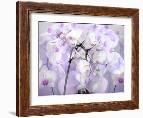 A Floral Montage-Alaya Gadeh-Framed Photographic Print