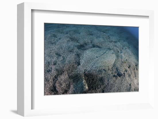 A Flounder Blends into its Reef Surroundings-Stocktrek Images-Framed Photographic Print