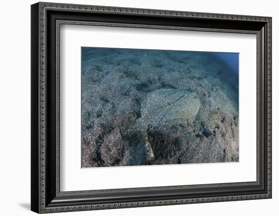 A Flounder Blends into its Reef Surroundings-Stocktrek Images-Framed Photographic Print